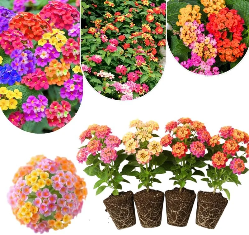 Lantana Live Plants 4-Pack, Hardy Flowering Perennial for Outdoor Planting, 4-8 Inches Tall, Mixed Blooms - Image 6