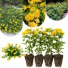 Lantana Live Plants 4-Pack, Hardy Flowering Perennial for Outdoor Planting, 4-8 Inches Tall, Mixed Blooms - Image 1