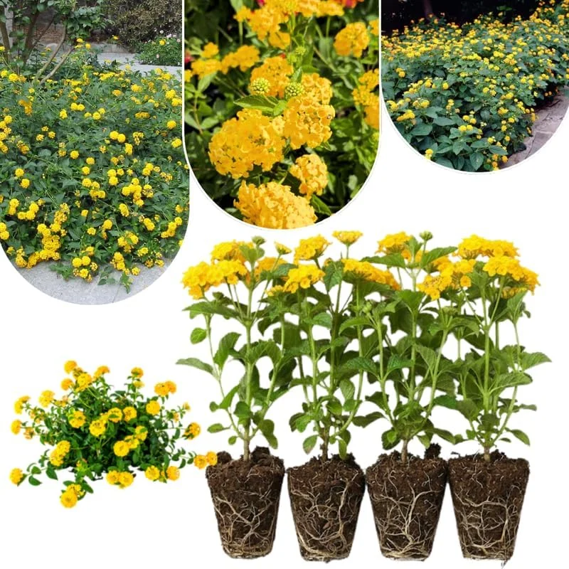 Lantana Live Plants 4-Pack, Hardy Flowering Perennial for Outdoor Planting, 4-8 Inches Tall, Mixed Blooms - Image 1