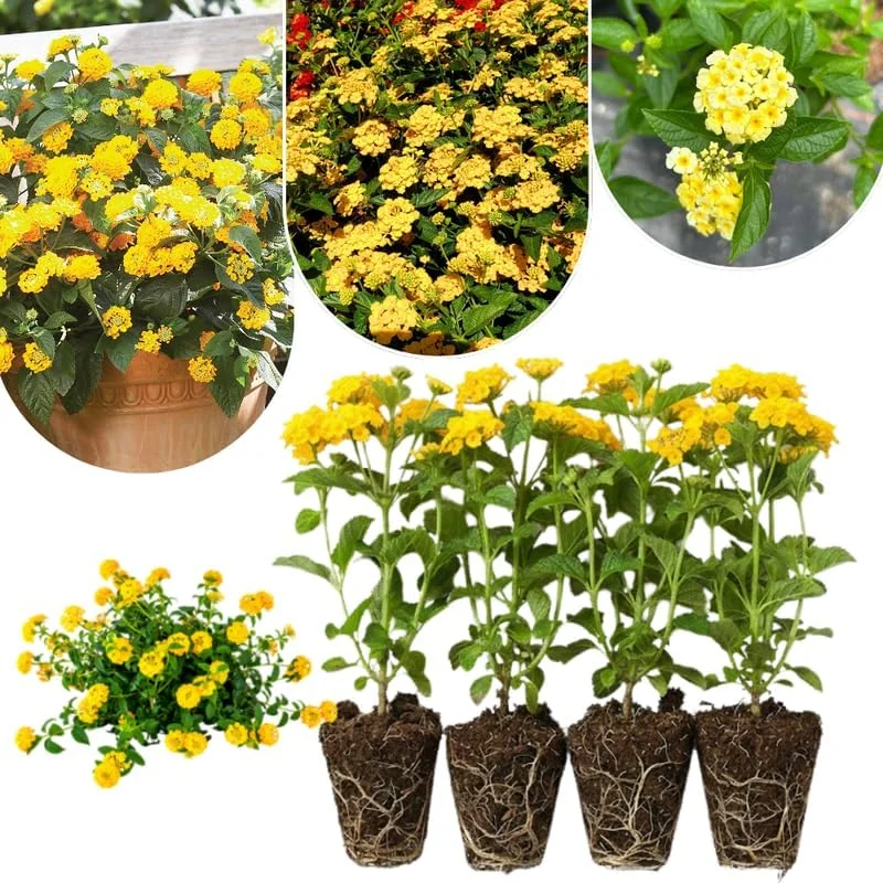 Lantana Live Plants 4-Pack, Hardy Flowering Perennial for Outdoor Planting, 4-8 Inches Tall, Mixed Blooms - Image 7