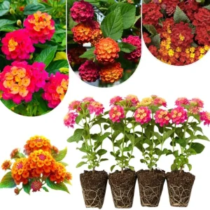 Lantana Live Plants 4-Pack, Hardy Flowering Perennial for Outdoor Planting, 4-8 Inches Tall, Mixed Blooms - Image 8