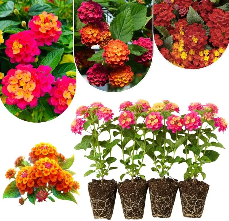 Lantana Live Plants 4-Pack, Hardy Flowering Perennial for Outdoor Planting, 4-8 Inches Tall, Mixed Blooms - Image 8