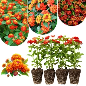 Lantana Live Plants 4-Pack, Hardy Flowering Perennial for Outdoor Planting, 4-8 Inches Tall, Mixed Blooms - Image 9