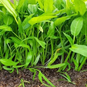 Large Leaf Water Spinach Seeds - 1200 Seeds for Planting | Kangkong Ong Choi - Image 1