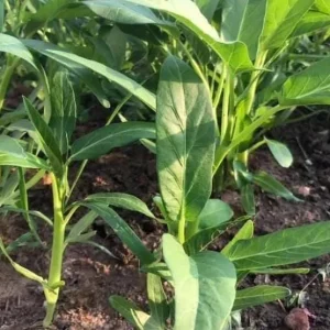 Large Leaf Water Spinach Seeds - 1200 Seeds for Planting | Kangkong Ong Choi - Image 3