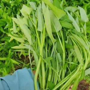 Large Leaf Water Spinach Seeds - 1200 Seeds for Planting | Kangkong Ong Choi - Image 4