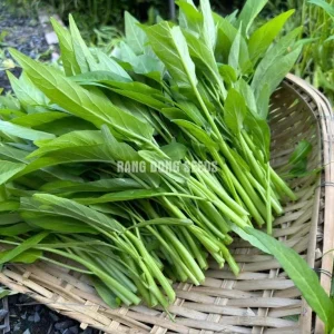 Large Leaf Water Spinach Seeds - 1200 Seeds for Planting | Kangkong Ong Choi - Image 6