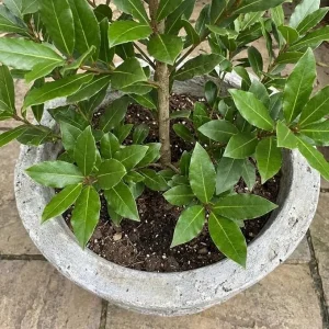 Laurus Nobilis Bay Leaf Live Plant 8-11 Inch Tall, Sweet Bay Laurel Herb Tree - Image 7