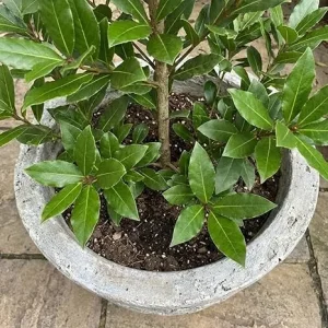 Laurus Nobilis Bay Leaf Live Plant 8-11 Inch Tall, Sweet Bay Laurel Herb Tree - Image 1