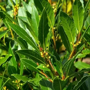 Laurus Nobilis Bay Leaf Tree Live Plant - Sweet Bay Laurel, 6-9 Inches Tall - Image 3