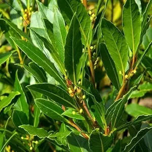 Laurus Nobilis Bay Leaf Tree Live Plant - Sweet Bay Laurel, 6-9 Inches Tall - Image 6