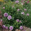 Lavender Grandiflora Rose Bush Live Plant – Fragrant Purple Flowers – 5-8 Inch Tall Starter - Image 1