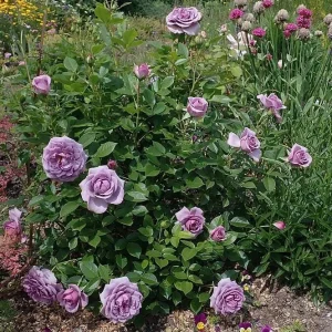 Lavender Grandiflora Rose Bush Live Plant – Fragrant Purple Flowers – 5-8 Inch Tall Starter - Image 1