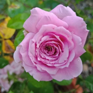 Lavender Grandiflora Rose Bush Live Plant – Fragrant Purple Flowers – 5-8 Inch Tall Starter - Image 2