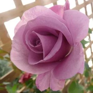 Lavender Grandiflora Rose Bush Live Plant – Fragrant Purple Flowers – 5-8 Inch Tall Starter - Image 3