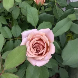 Lavender Grandiflora Rose Bush Live Plant – Fragrant Purple Flowers – 5-8 Inch Tall Starter - Image 4