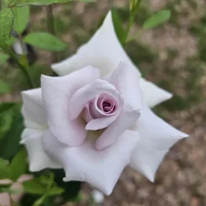 Lavender Grandiflora Rose Bush Live Plant – Fragrant Purple Flowers – 5-8 Inch Tall Starter - Image 5