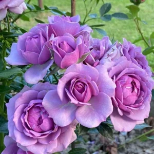 Lavender Grandiflora Rose Bush Live Plant – Fragrant Purple Flowers – 5-8 Inch Tall Starter - Image 6