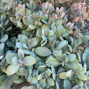Lavender Scallops Kalanchoe Plant – Variegated Succulent Cuttings or Bare Root – 3-6 Inch - Image 3