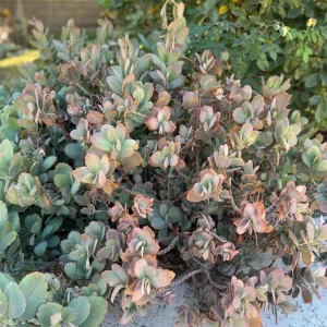 Lavender Scallops Kalanchoe Plant – Variegated Succulent Cuttings or Bare Root – 3-6 Inch - Image 4