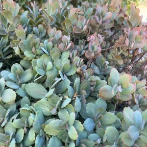 Lavender Scallops Kalanchoe Plant – Variegated Succulent Cuttings or Bare Root – 3-6 Inch - Image 1