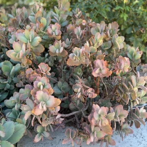 Lavender Scallops Kalanchoe Plant – Variegated Succulent Cuttings or Bare Root – 3-6 Inch - Image 5