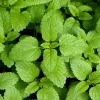 Lemon Balm Live Plant – 4-Pack, 4-6" Tall – Well-Rooted Herb Starter Plants - Image 1