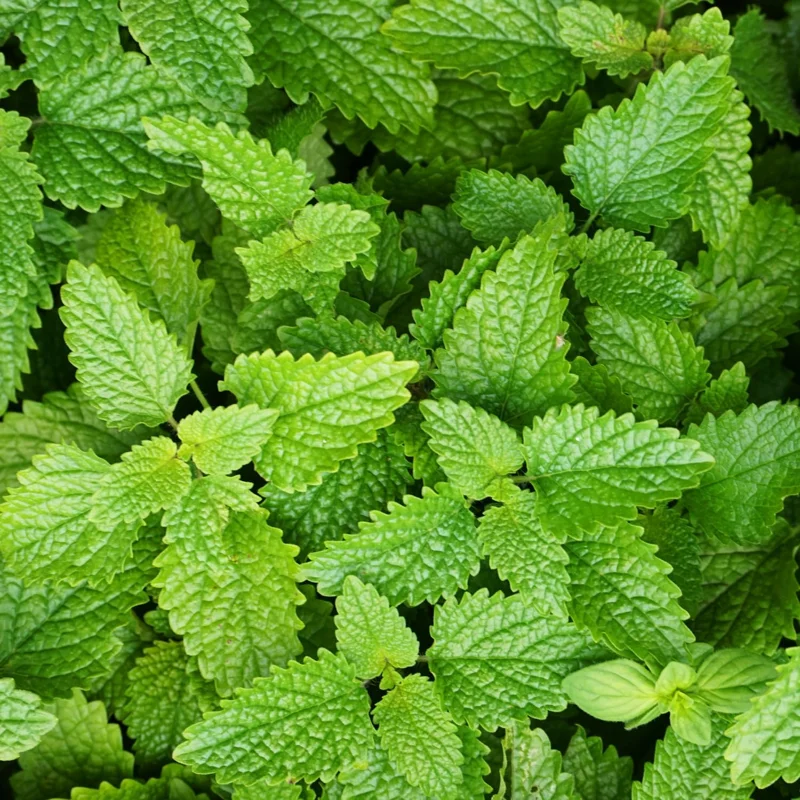 Lemon Balm Live Plant – 4-Pack, 4-6" Tall – Well-Rooted Herb Starter Plants - Image 5