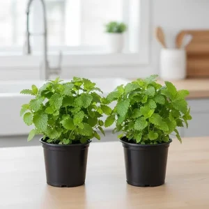 Lemon Balm Live Plant – Set of 2 – 4-6 Inch Well-Rooted Herb – Outdoor & Container - Image 7