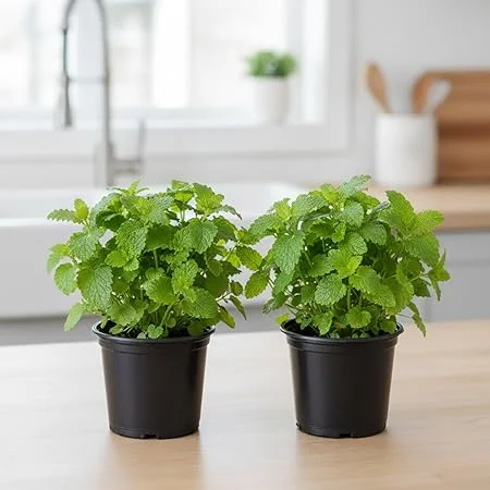 Lemon Balm Live Plant – Set of 2 – 4-6 Inch Well-Rooted Herb – Outdoor & Container - Image 1