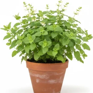 Lemon Balm Live Plants, 3-Pack, 3-6" Tall, Fragrant Herb, Outdoor - Image 2