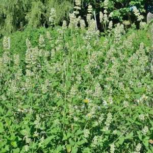 Lemon Balm Live Plants, 3-Pack, 3-6