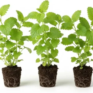 Lemon Balm Live Plants, 3-Pack, 3-6" Tall, Fragrant Herb, Outdoor - Image 1