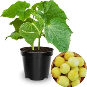Lemon Cucumber Live Plants (Set of 2) – 3-5 Inches Tall, 4 Inch Pot – Vegetable Plant - Image 7