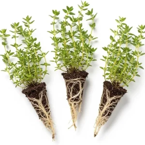Lemon Thyme Live Plants - Set of 3, 3-6 Inch Culinary Herb for Indoor/Outdoor - Image 2
