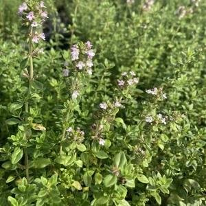 Lemon Thyme Live Plants - Set of 3, 3-6 Inch Culinary Herb for Indoor/Outdoor - Image 3