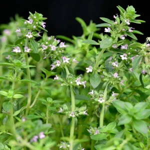 Lemon Thyme Live Plants - Set of 3, 3-6 Inch Culinary Herb for Indoor/Outdoor - Image 4