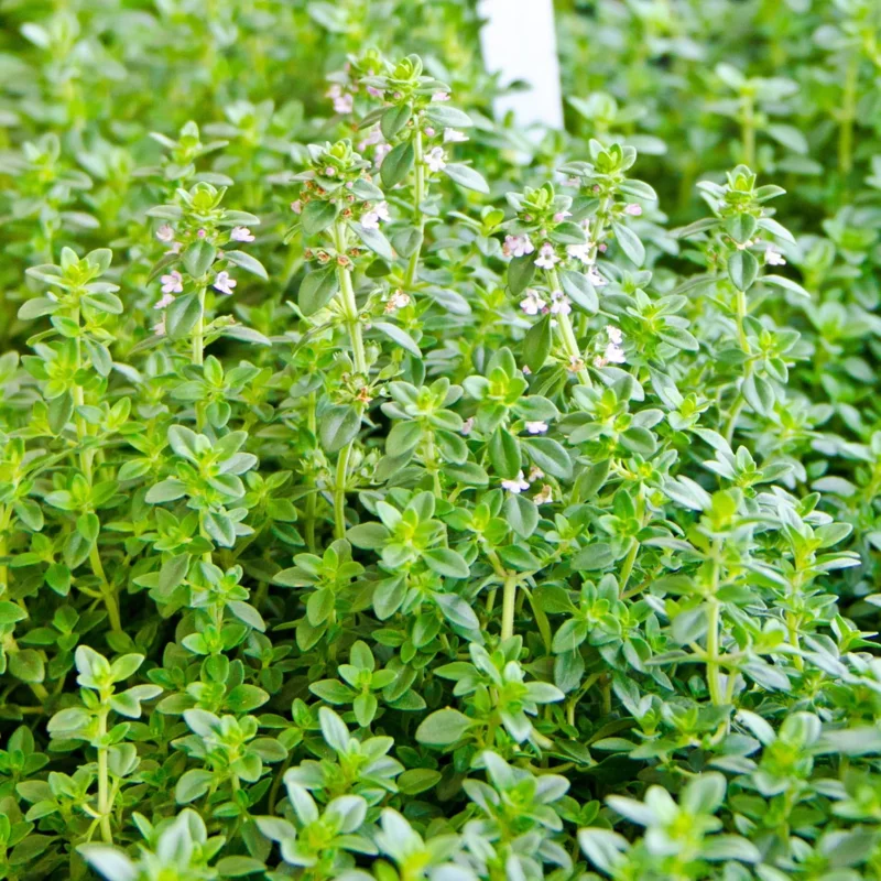 Lemon Thyme Live Plants - Set of 3, 3-6 Inch Culinary Herb for Indoor/Outdoor - Image 1