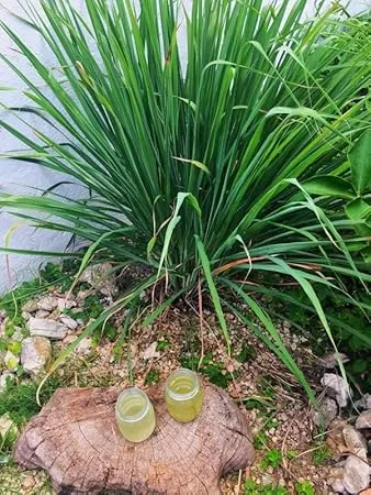 Lemongrass Live Plant – 3 Rooted Stalks – 4 Inches Tall – Indoor/Outdoor Perennial - Image 2