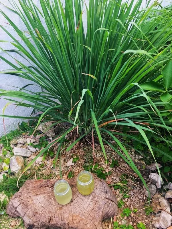 Lemongrass Live Plant – 3 Rooted Stalks – 4 Inches Tall – Indoor/Outdoor Perennial - Image 7