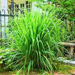 Lemongrass Live Plants - Set of 5 Stalks, 5-9