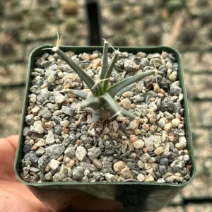 Leuchtenbergia Principis Cactus Live Plant - Unique Succulent in 4