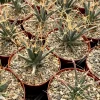 Leuchtenbergia Principis Cactus Live Plant - Unique Succulent in 4" or 6" Pot - Image 1