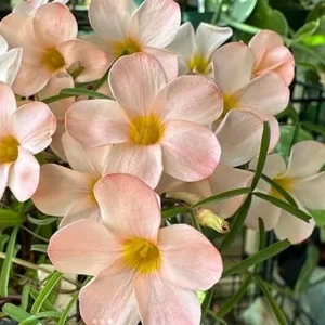 Light Pink Shamrock Live Plant - Oxalis Triangularis - 4 Inch Pot - Image 6