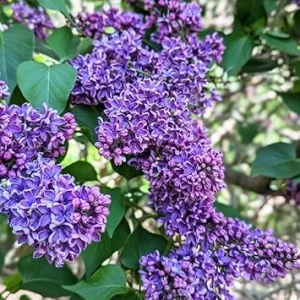 Lilac Bush Live Plant – 10 Inch Fragrant Flowering Shrub – Outdoor Perennial - Image 5