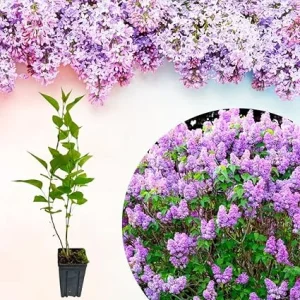 Lilac Bush Live Plant – 10 Inches Tall – Fragrant Flowering Outdoor Shrub - Image 3