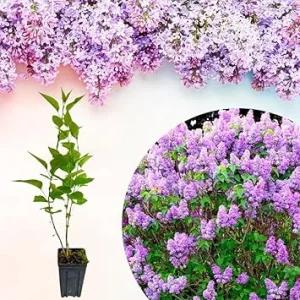 Lilac Bush Live Plant – 10 Inches Tall – Fragrant Flowering Outdoor Shrub - Image 4