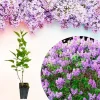 Lilac Bush Live Plant – 10 Inches Tall – Fragrant Flowering Outdoor Shrub - Image 1