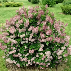 Lilac Bush Live Plant - Double Pink White Flowers, 6 to 8 Inch Dormant Shrub for Outdoor Planting - Image 2