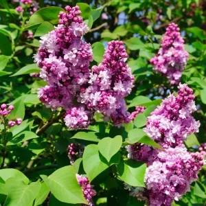 Lilac Bush Live Plant - Double Pink White Flowers, 6 to 8 Inch Dormant Shrub for Outdoor Planting - Image 6